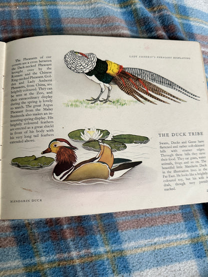 1951 Zoo Birds(Puffin Picture Book 68)David Seth Smith(Illust Maurice Wilson)