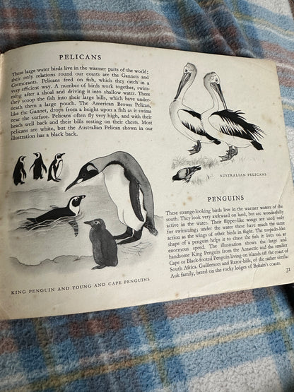 1951 Zoo Birds(Puffin Picture Book 68)David Seth Smith(Illust Maurice Wilson)