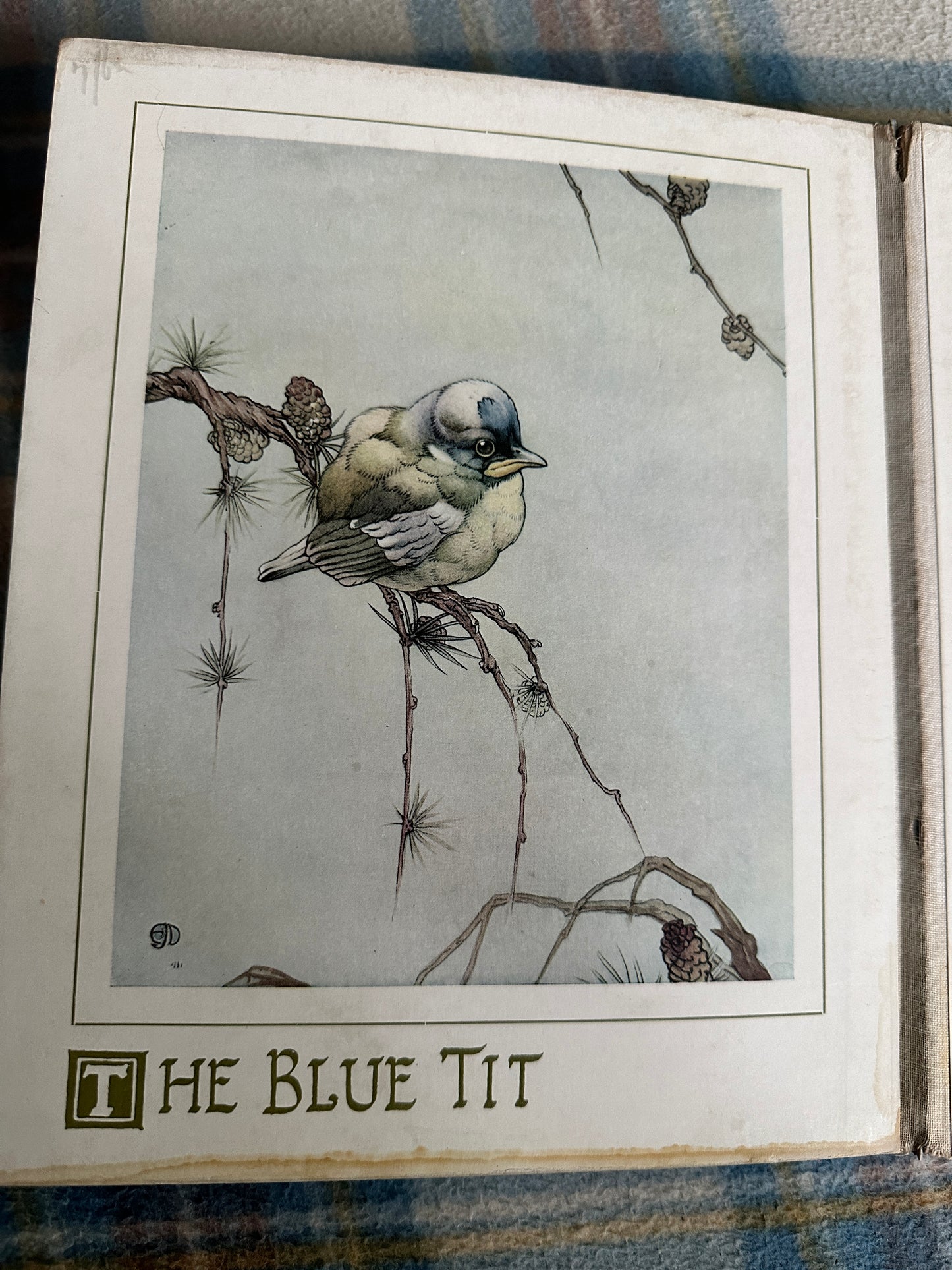 1920’s A Play Book Of Baby Birds - Detmold(Humphrey Milford Oxford University Press)