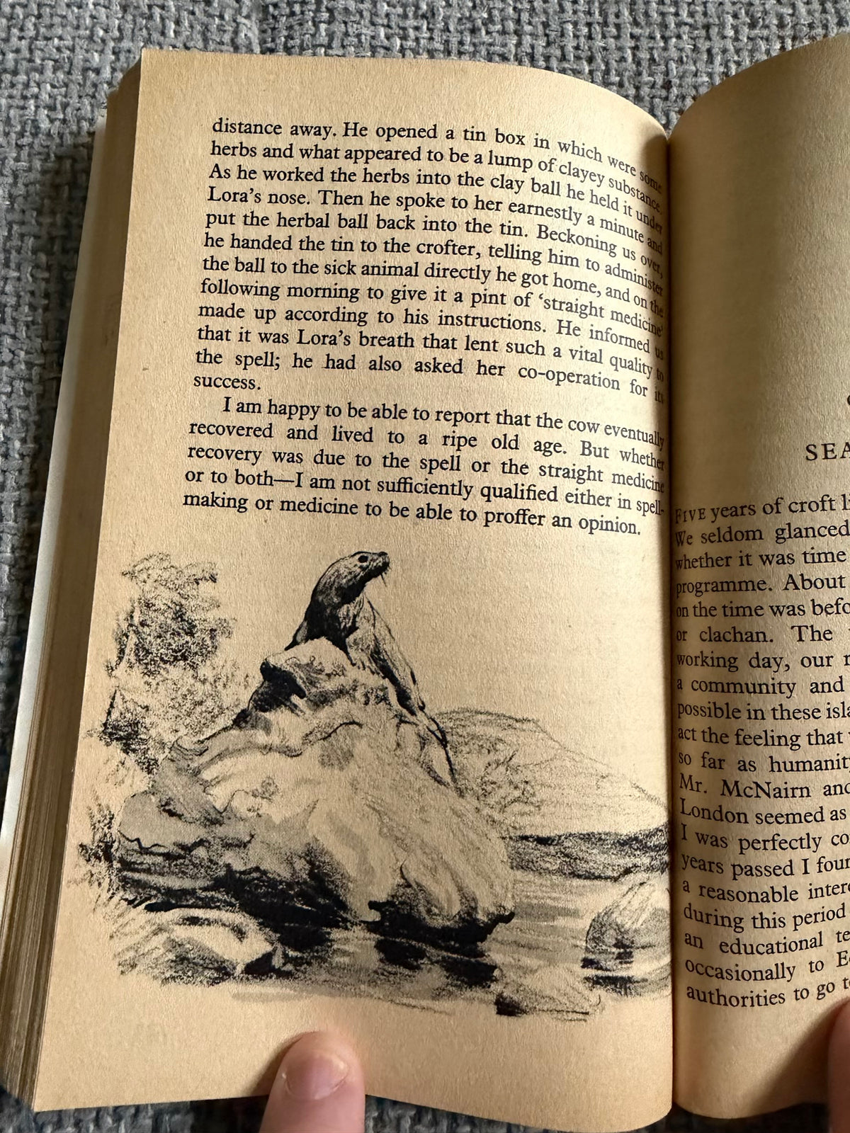 1965 Seal Morning - Rowena Farre (Raymond Sheppard illust) Arrow Books