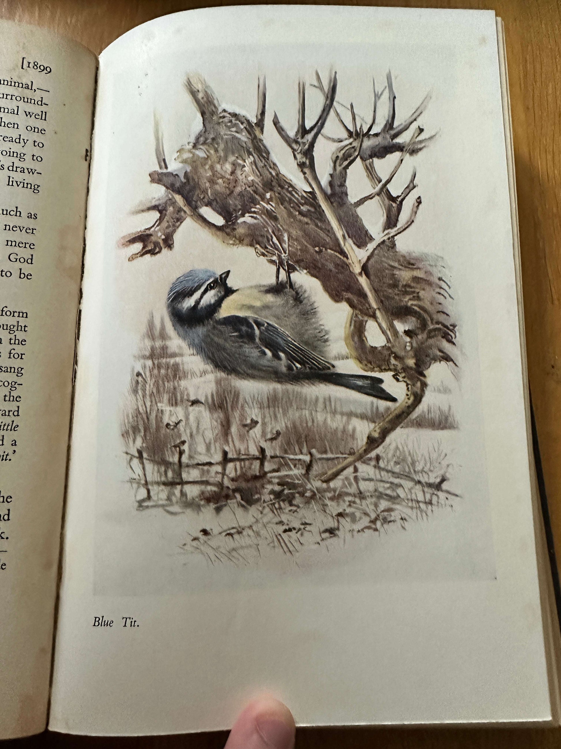 1947 Edward Wilson: Nature Lover - George Seaver (John Murray)