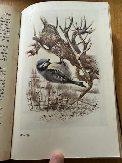 1947 Edward Wilson: Nature Lover - George Seaver (John Murray)