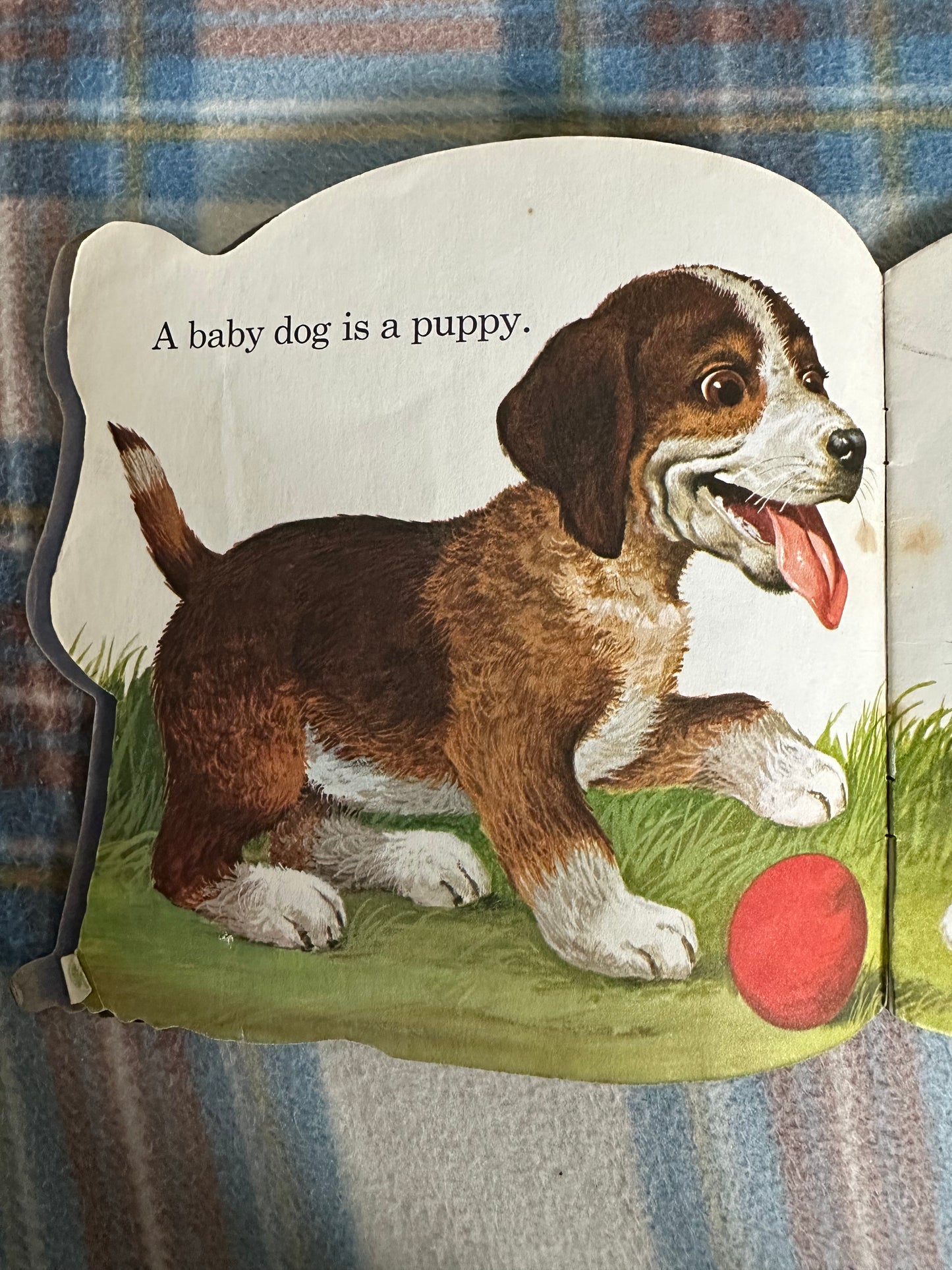 1965*1st* The Baby Animal Book - Daphne Davis(Illust Craig M. Pineo) Golden Pleasure Books