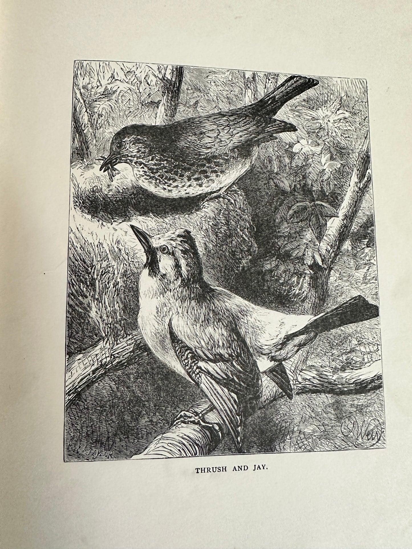 1898 Uncle Charlie’s Short Stories About Animals - Gertrude Sellon(Harrison Weir illustration and others)