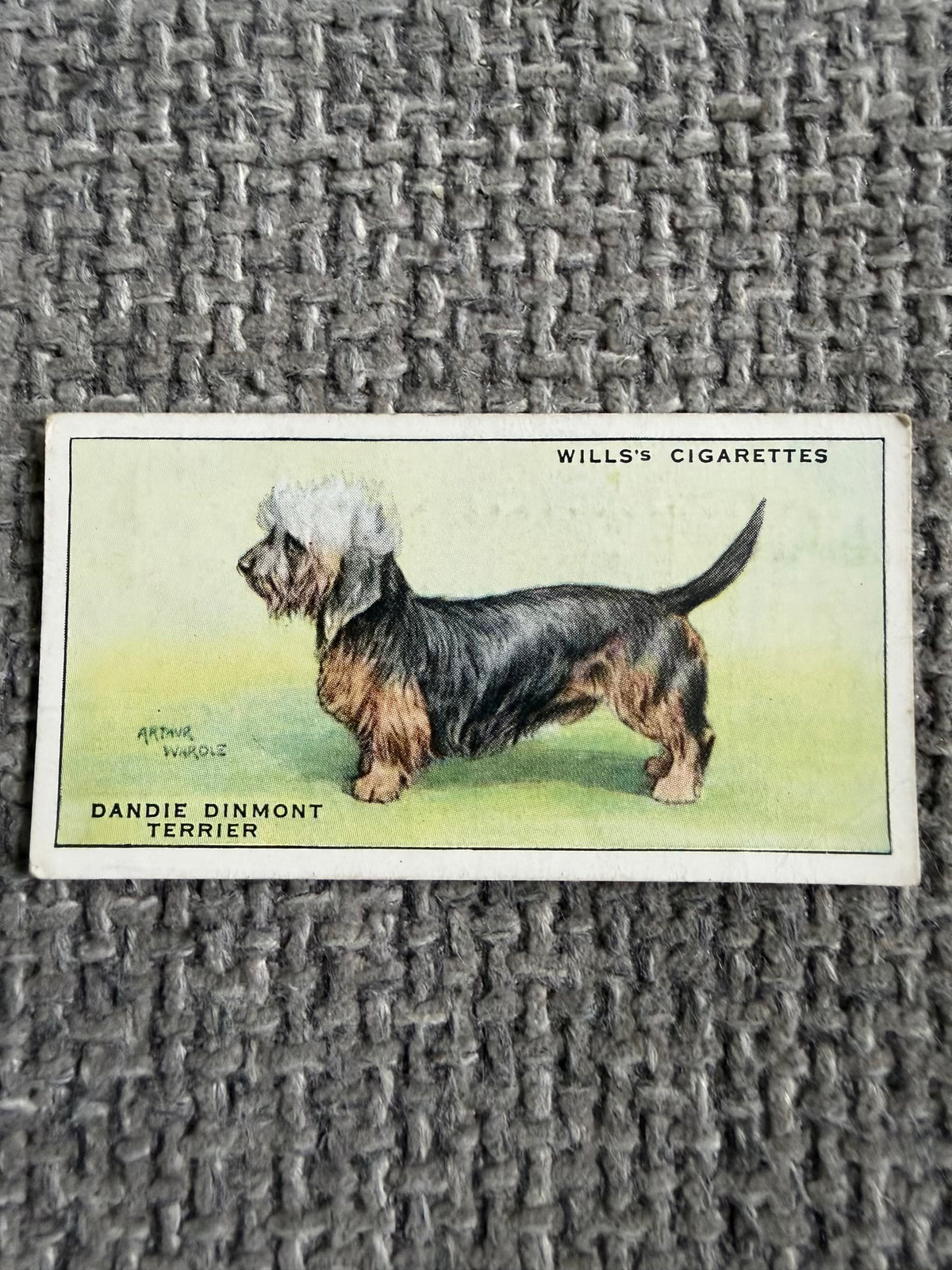 1934 Dandie Dinmont Terrier (Cigarette Card) Dogs Series (Wills)