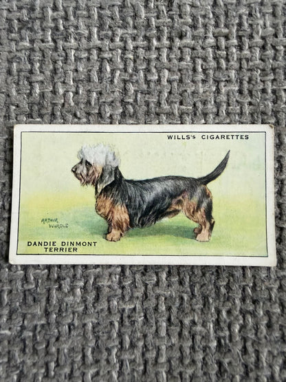 1934 Dandie Dinmont Terrier (Cigarette Card) Dogs Series (Wills)