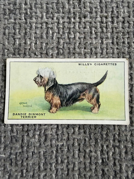 1934 Dandie Dinmont Terrier (Cigarette Card) Dogs Series (Wills)