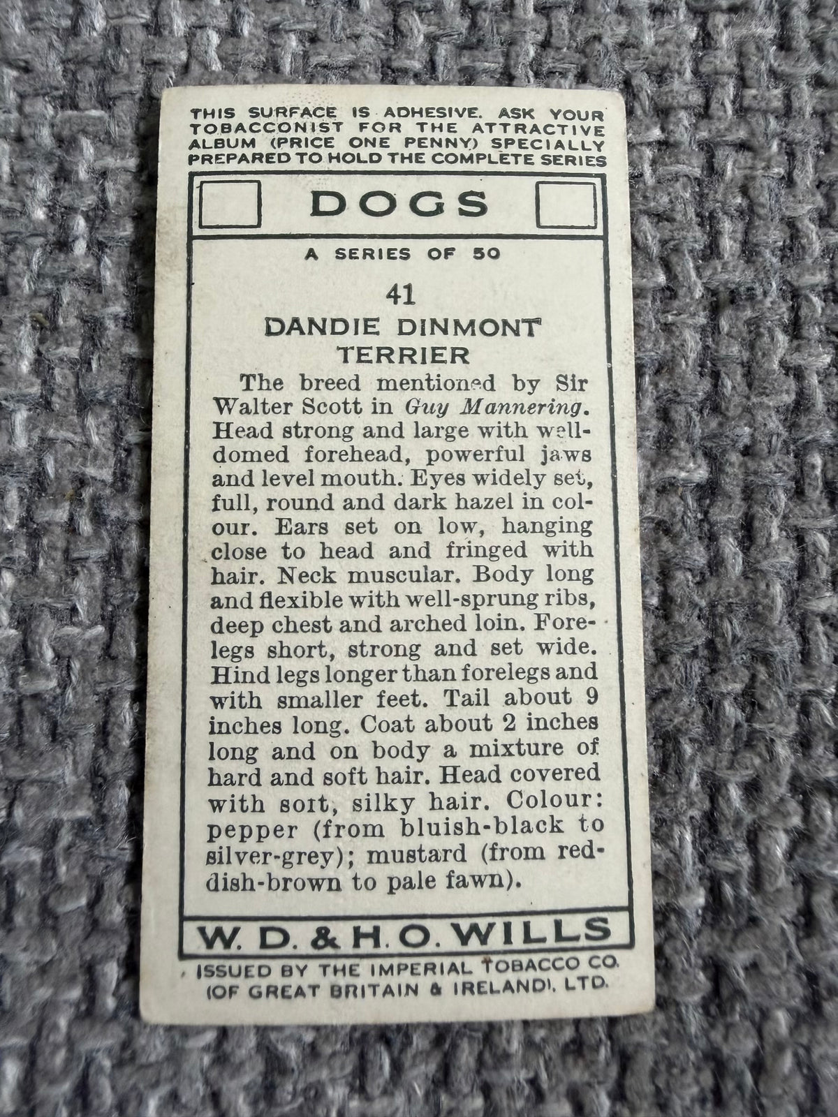 1934 Dandie Dinmont Terrier (Cigarette Card) Dogs Series (Wills)