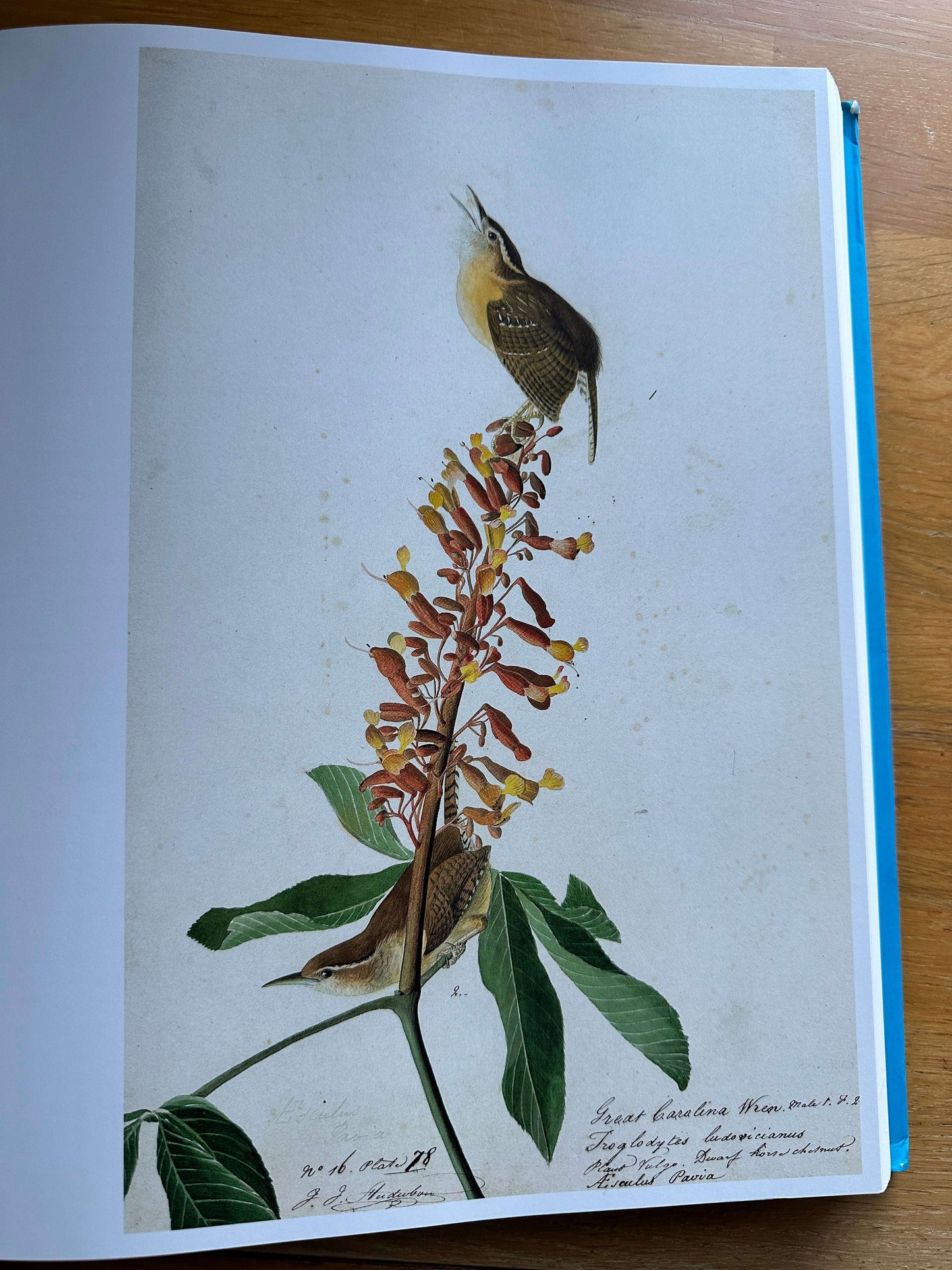 Audubon's Aviary book — Honeyburn Books — 2023 — hardcover edition with vibrant bird illustrations