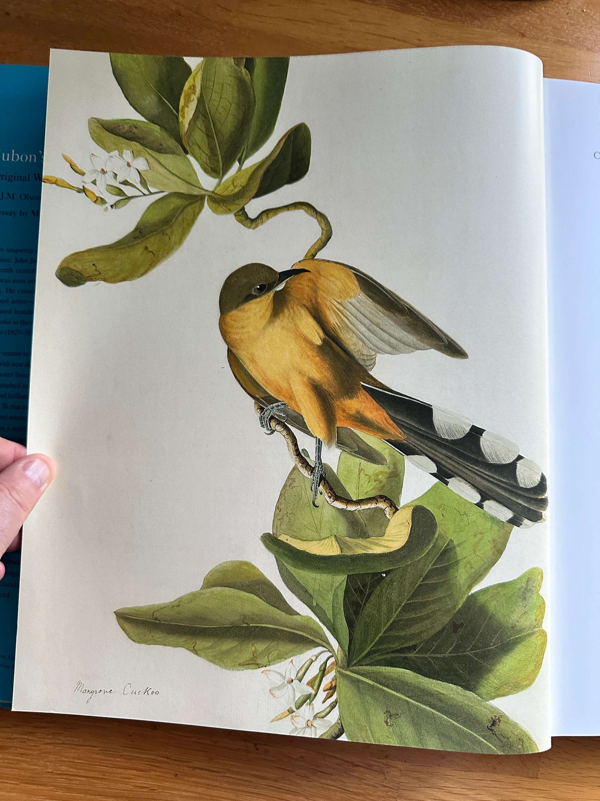 Audubon's Aviary book featuring a beautifully illustrated bird on magnolia branches