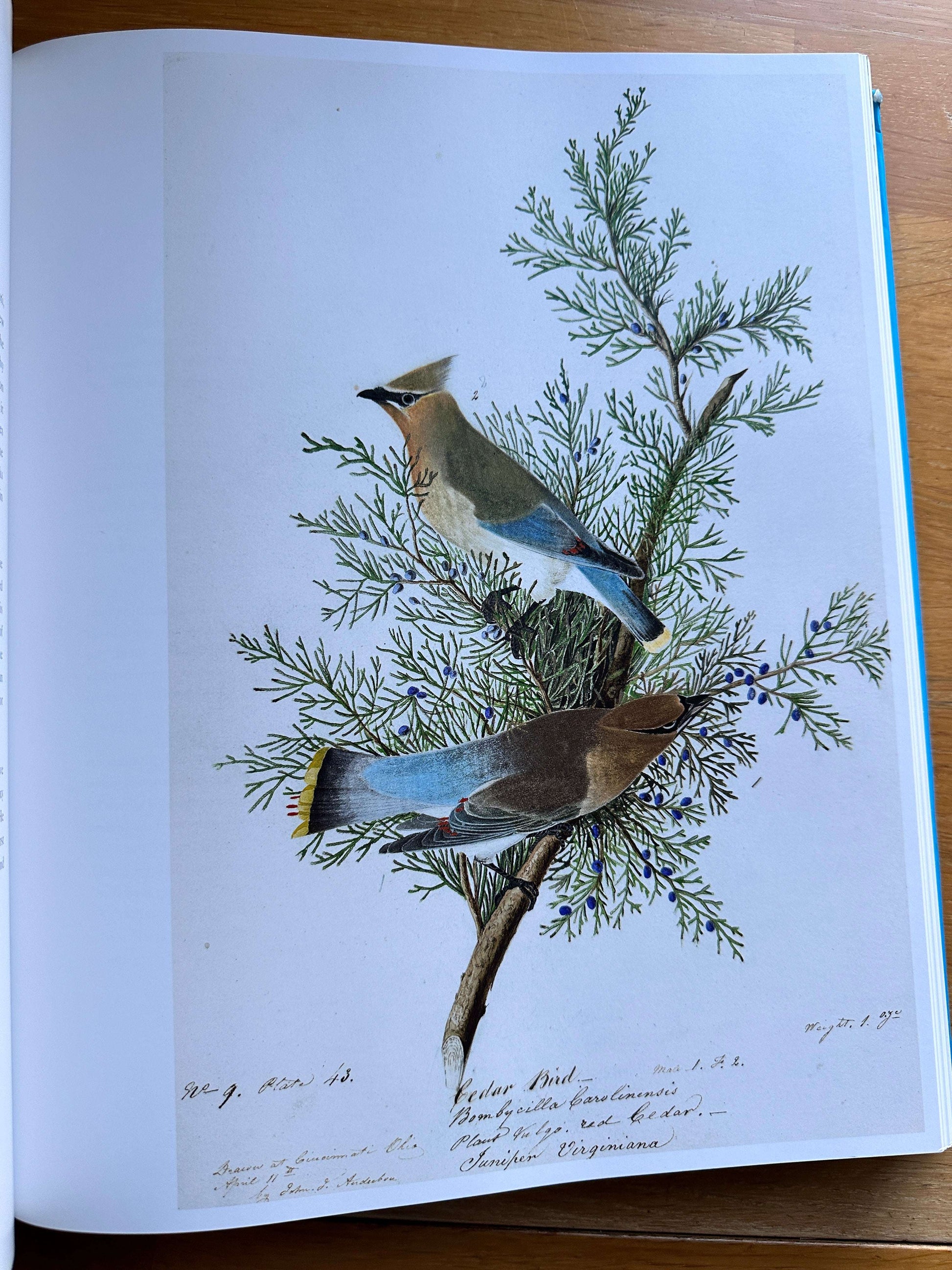 Audubon's Aviary book — Honeyburn Books — 2023 — Hardback edition