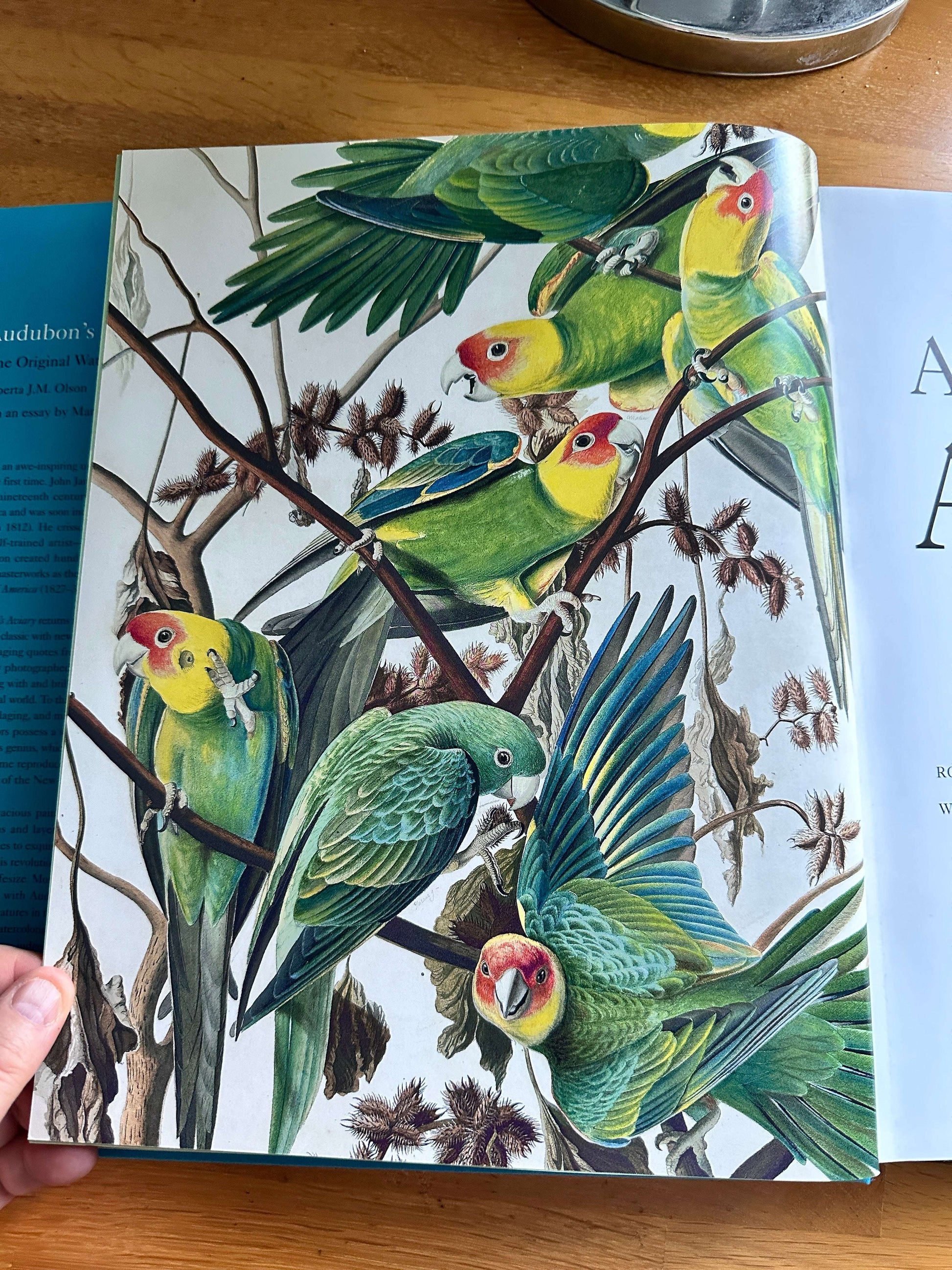 Audubon's Aviary book — Honeyburn Books — 2023 — hardcover with colorful parrot illustrations