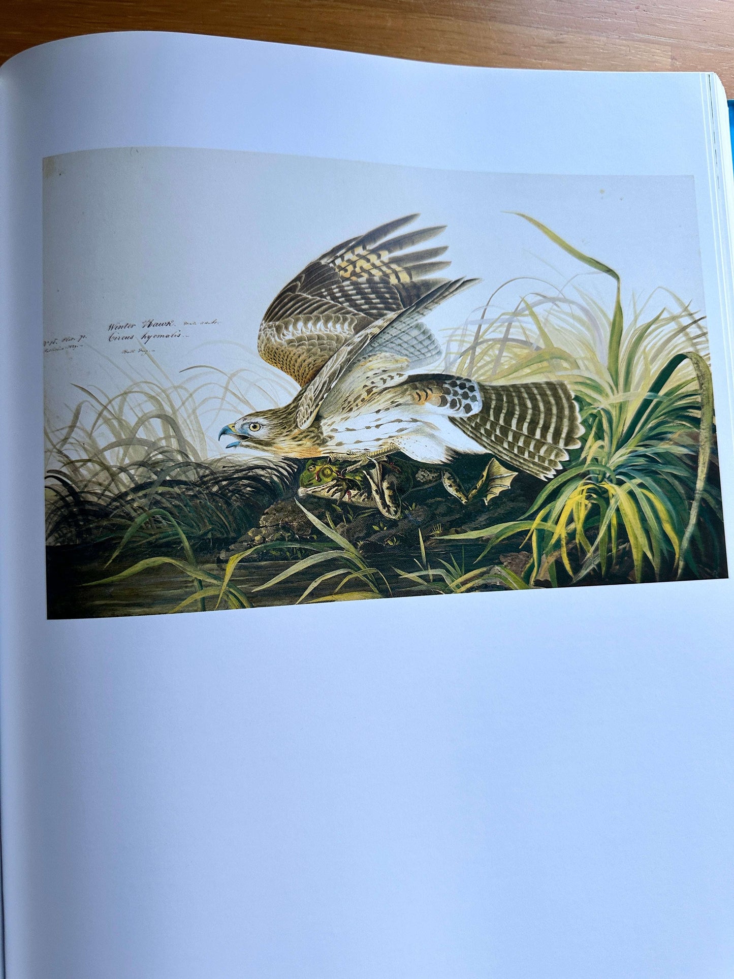 Audubon's Aviary book — John James Audubon — 2023 — New edition