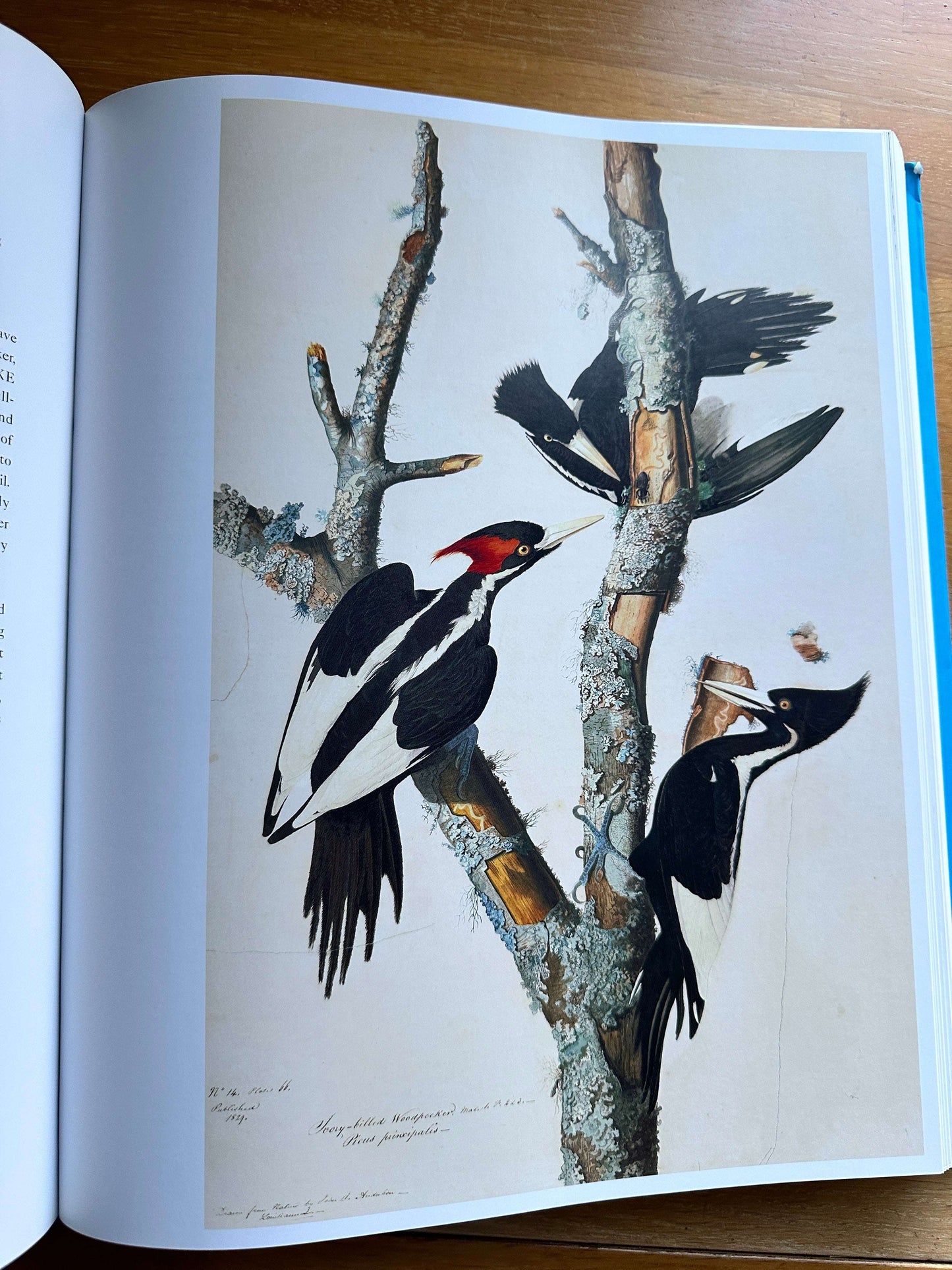 Audubon's Aviary book — Honeyburn Books — 2023 — Hardcover edition
