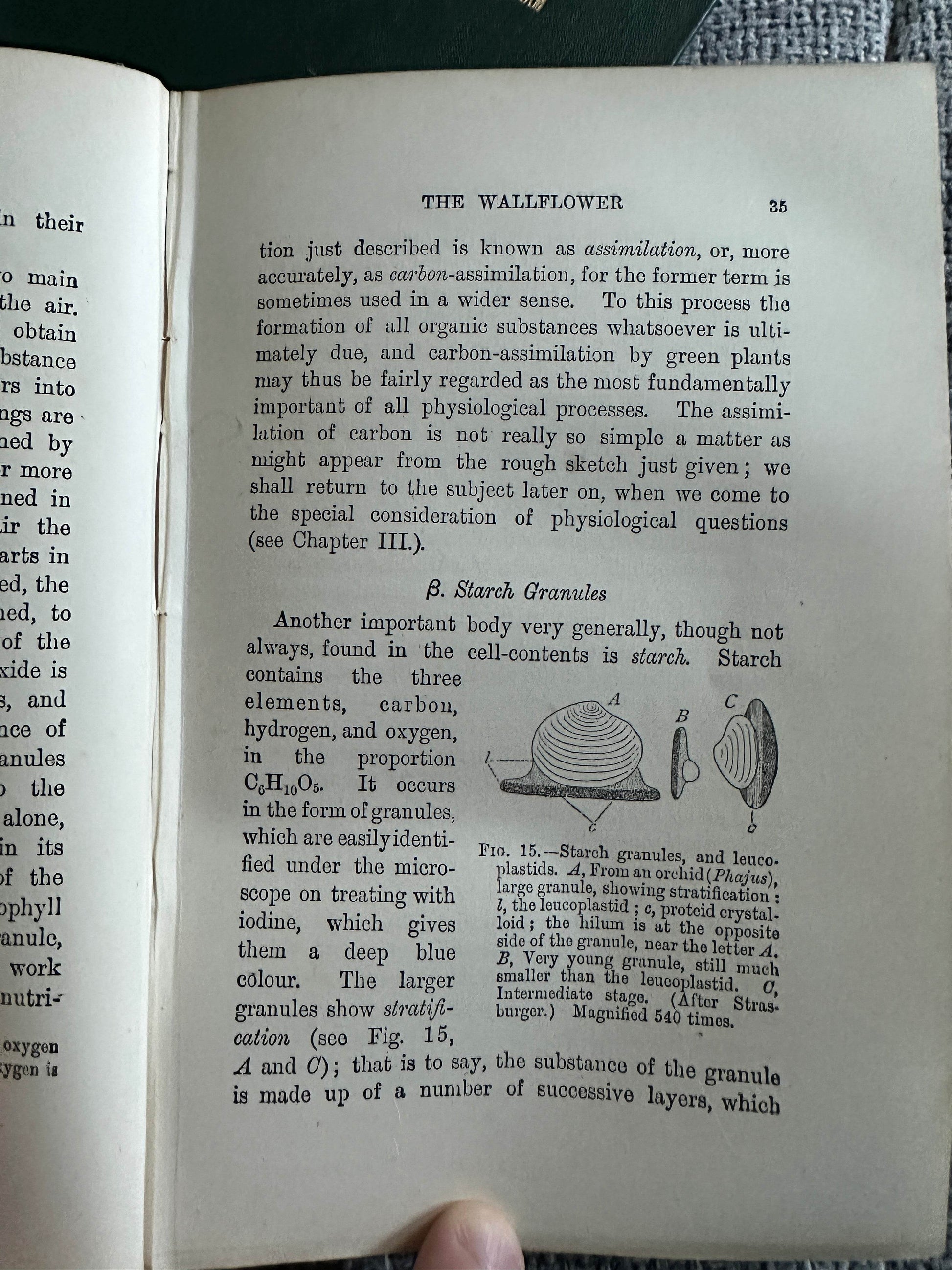 1909 and 1912 structural botany collectible book page featuring plant assimilation details and illustrations