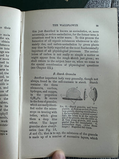 1909 and 1912 structural botany collectible book page featuring plant assimilation details and illustrations