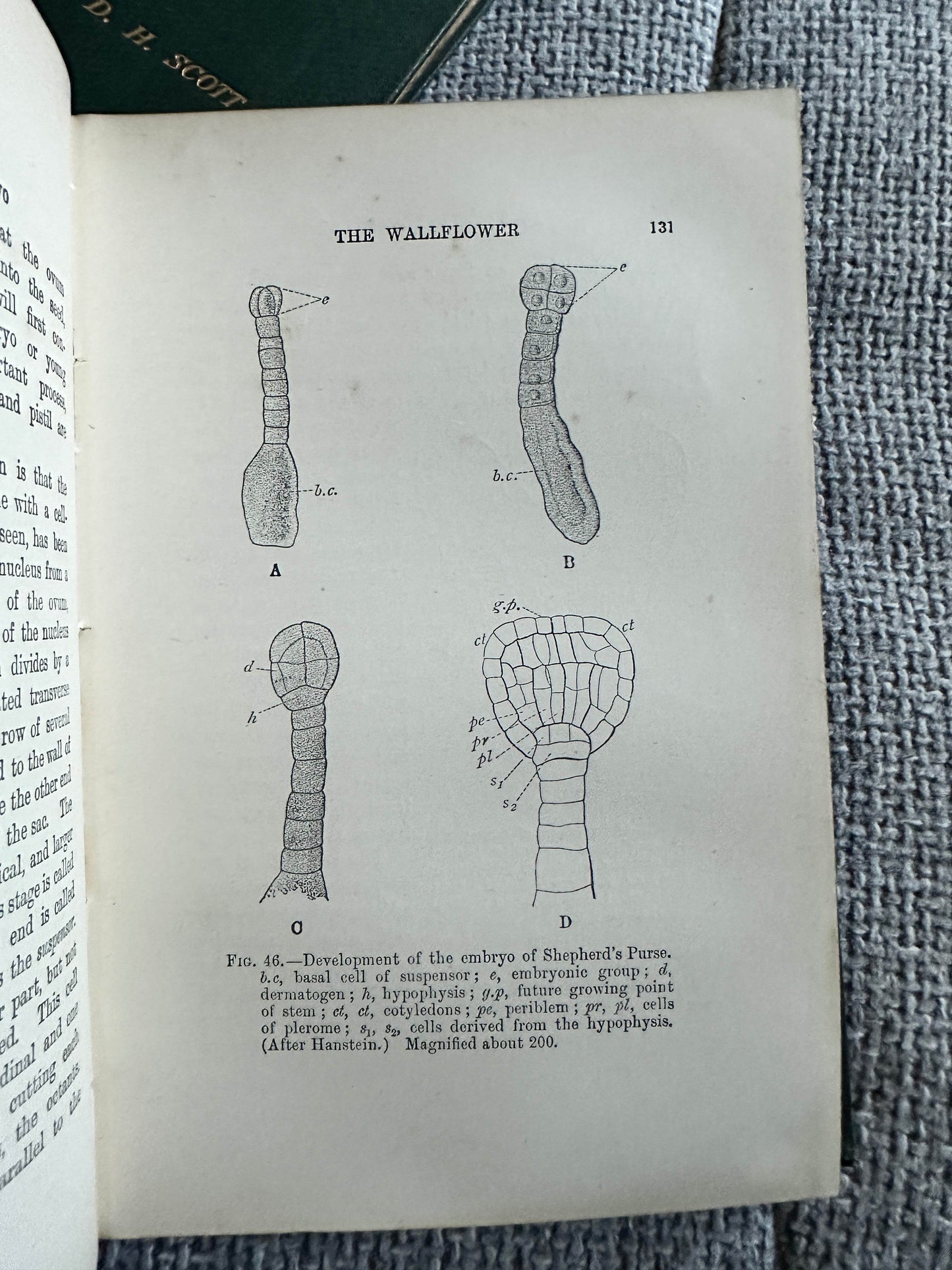 Illustration from a collectible book on 1909 and 1912 structural botany detailing wallflower development