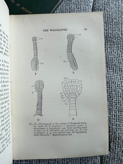 Illustration from a collectible book on 1909 and 1912 structural botany detailing wallflower development