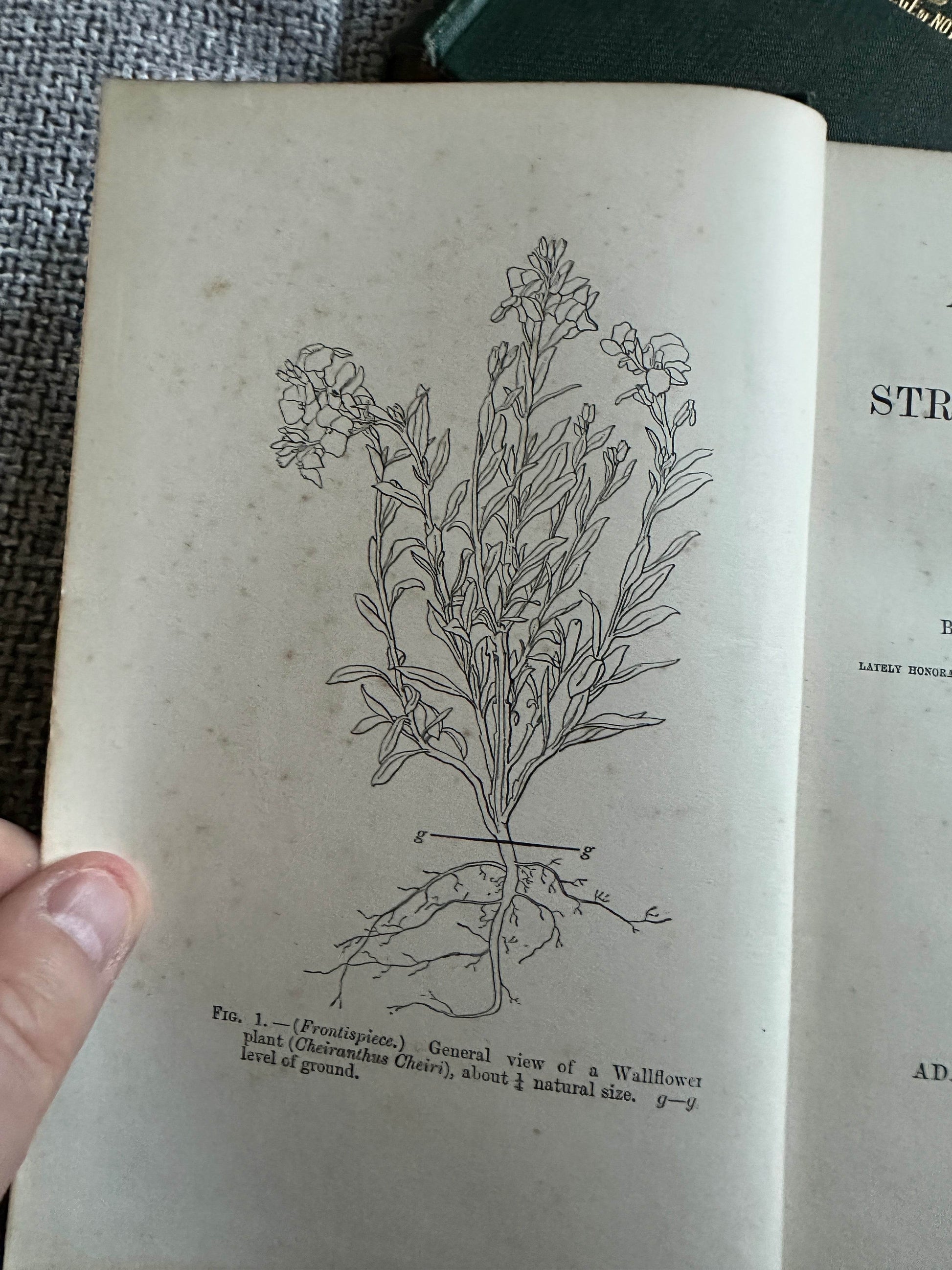 Vintage illustration from a book on 1909 and 1912 structural botany collectible showcasing a wallflower plant