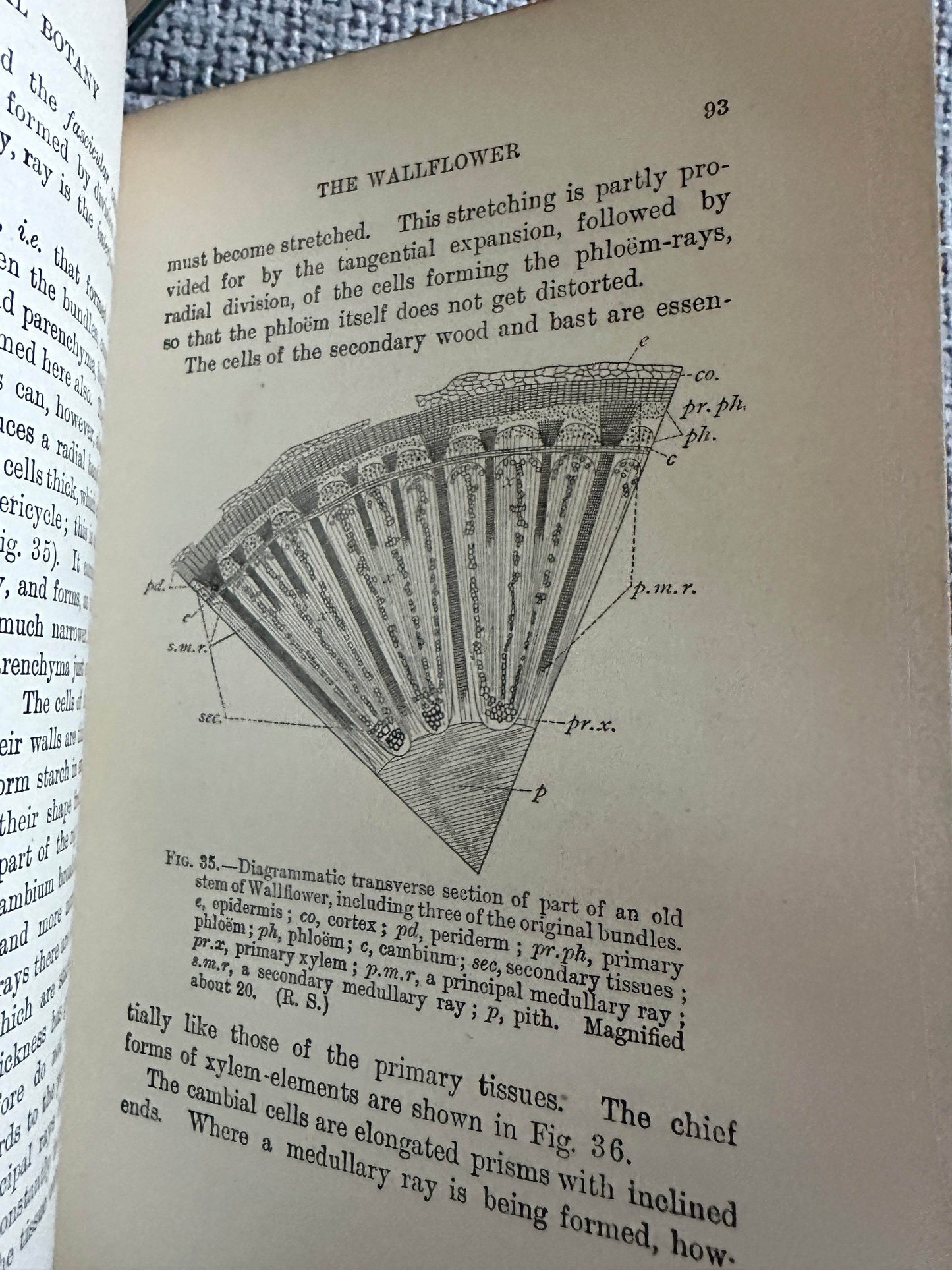 Illustration of wallflower anatomy from 1909 and 1912 structural botany collectible book
