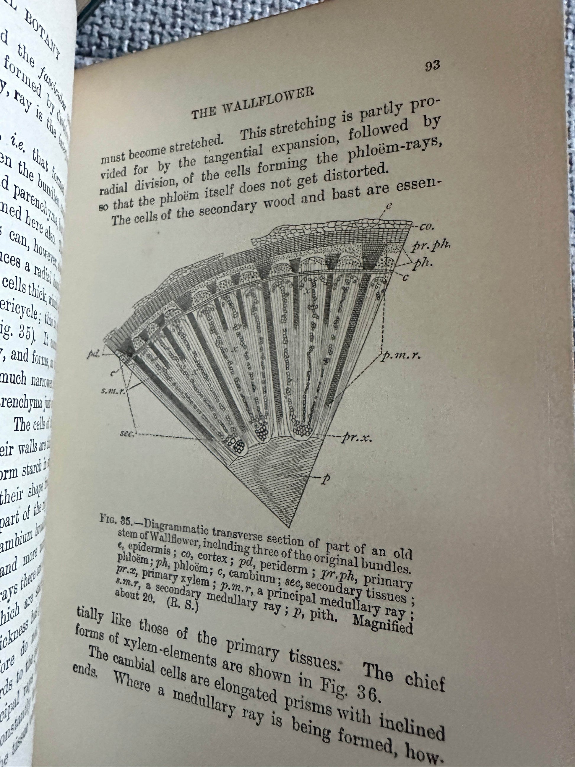 Illustration of wallflower anatomy from 1909 and 1912 structural botany collectible book