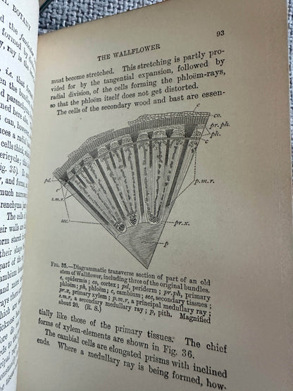 Illustration of wallflower anatomy from 1909 and 1912 structural botany collectible book