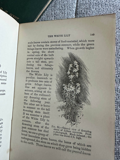 Rare book page featuring structural botany illustrations from 1909 and 1912 structural botany collectible