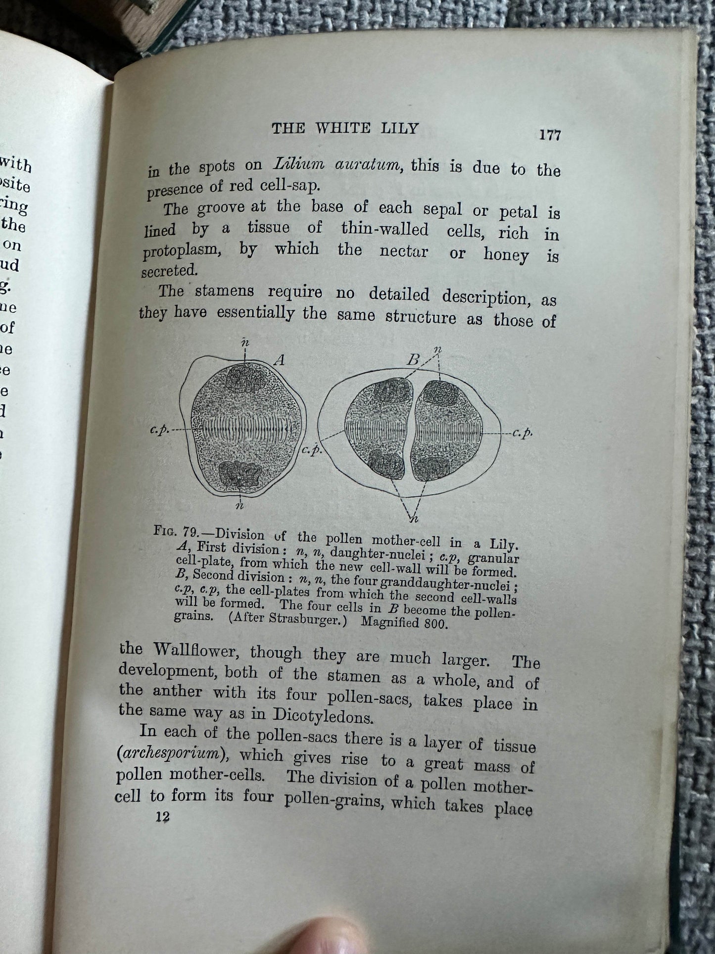 1909 and 1912 structural botany collectible book page showing diagrams of the white lily anatomy