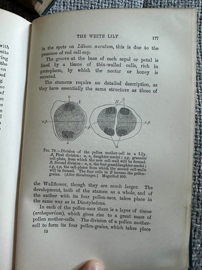 1909 and 1912 structural botany collectible book page showing diagrams of the white lily anatomy