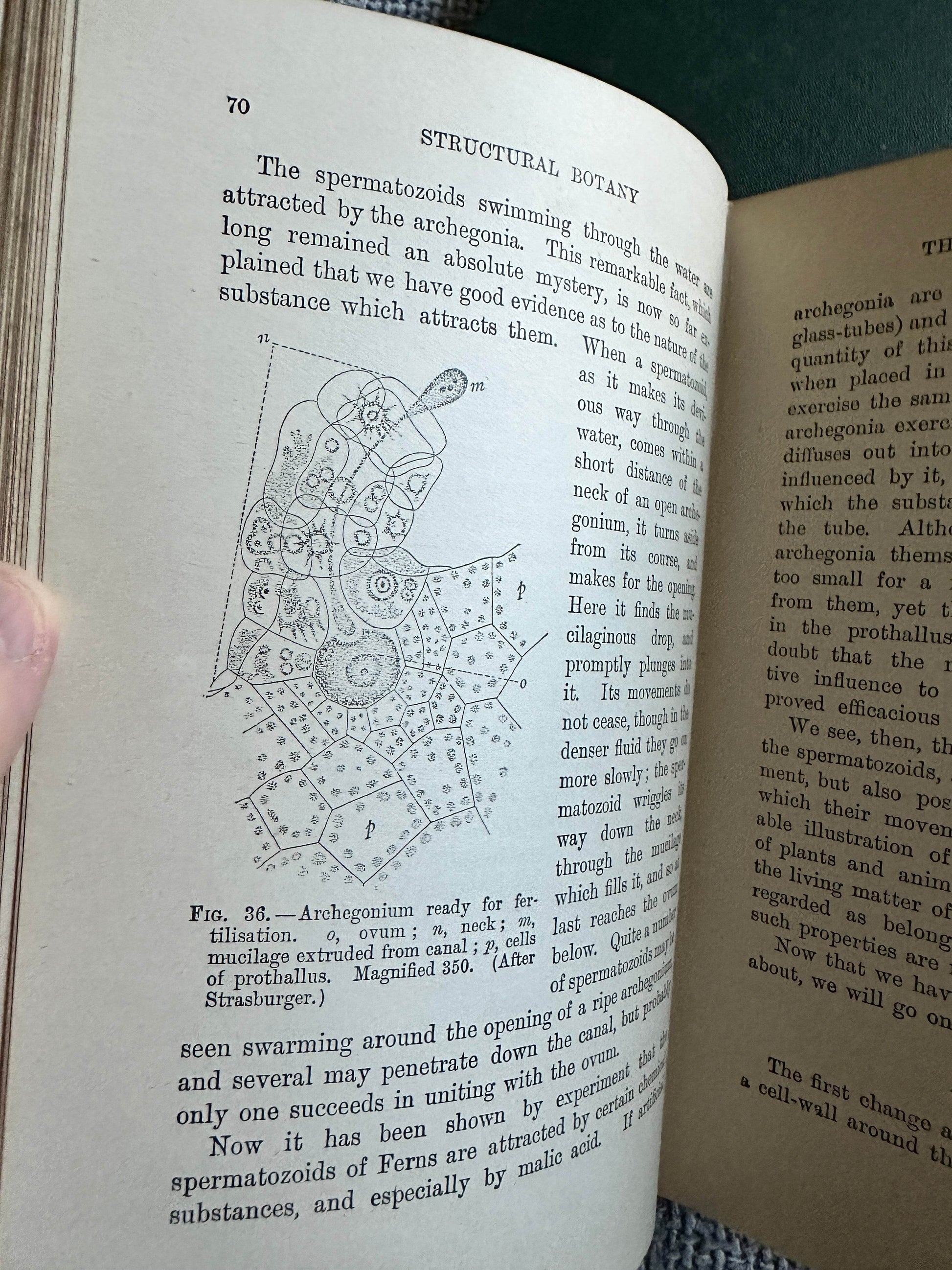 Page from 1909 and 1912 structural botany collectible with detailed diagram and text on spermatozoids