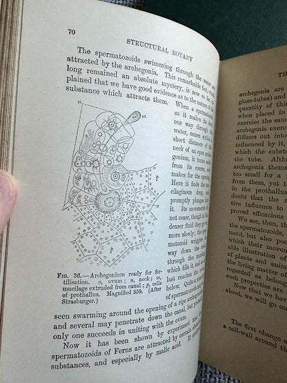Page from 1909 and 1912 structural botany collectible with detailed diagram and text on spermatozoids