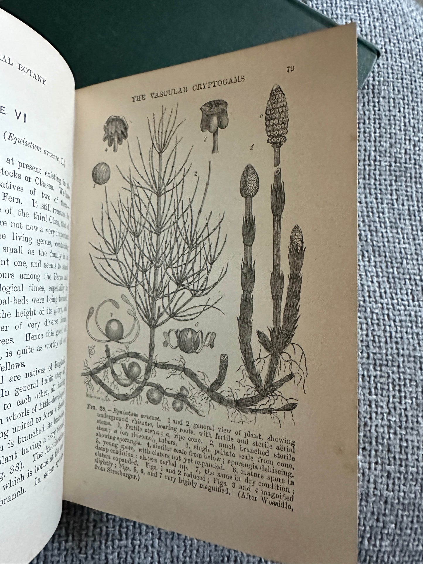 1909 and 1912 structural botany collectible book page featuring detailed botanical illustrations