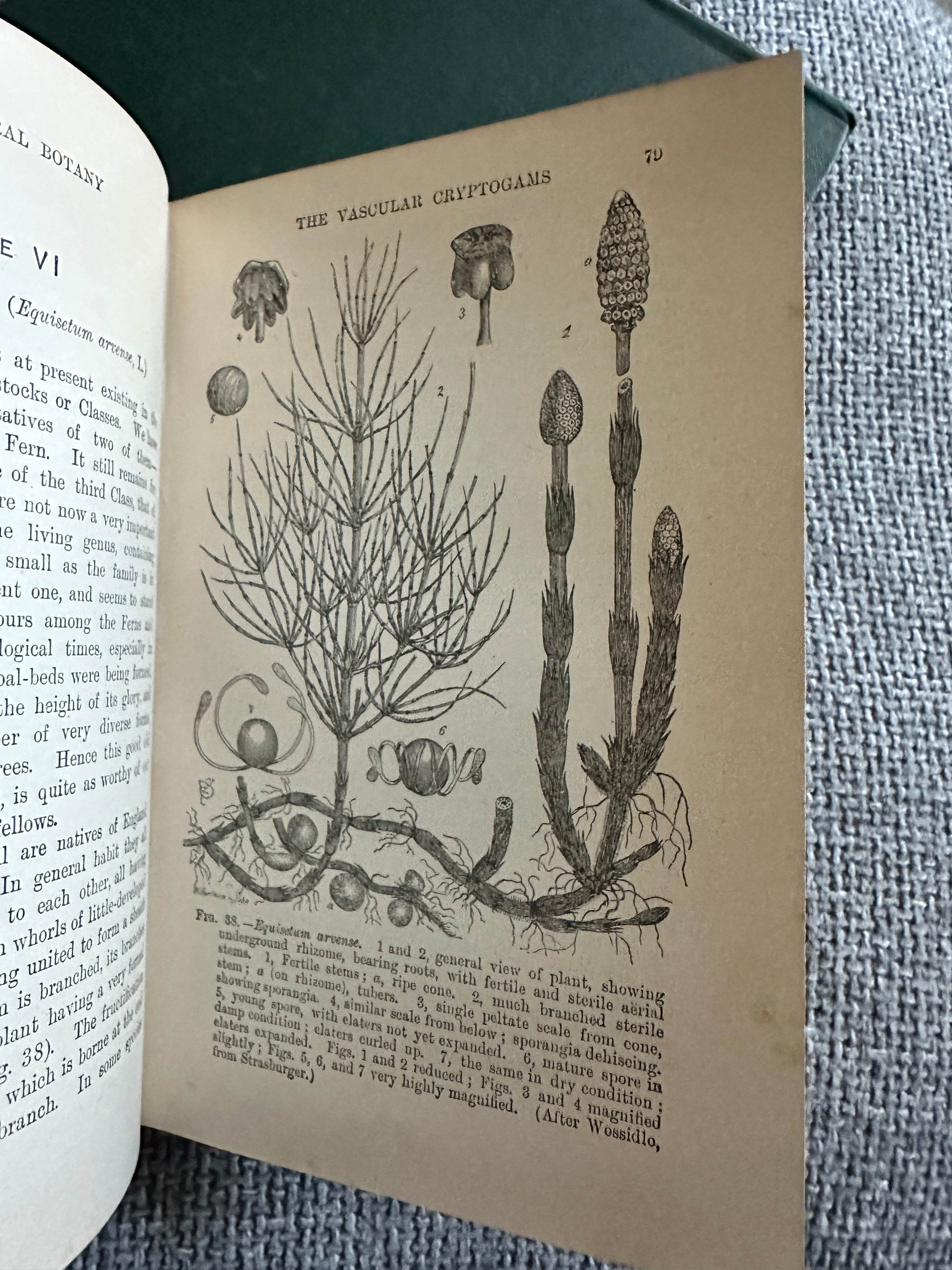1909 and 1912 structural botany collectible book page featuring detailed botanical illustrations