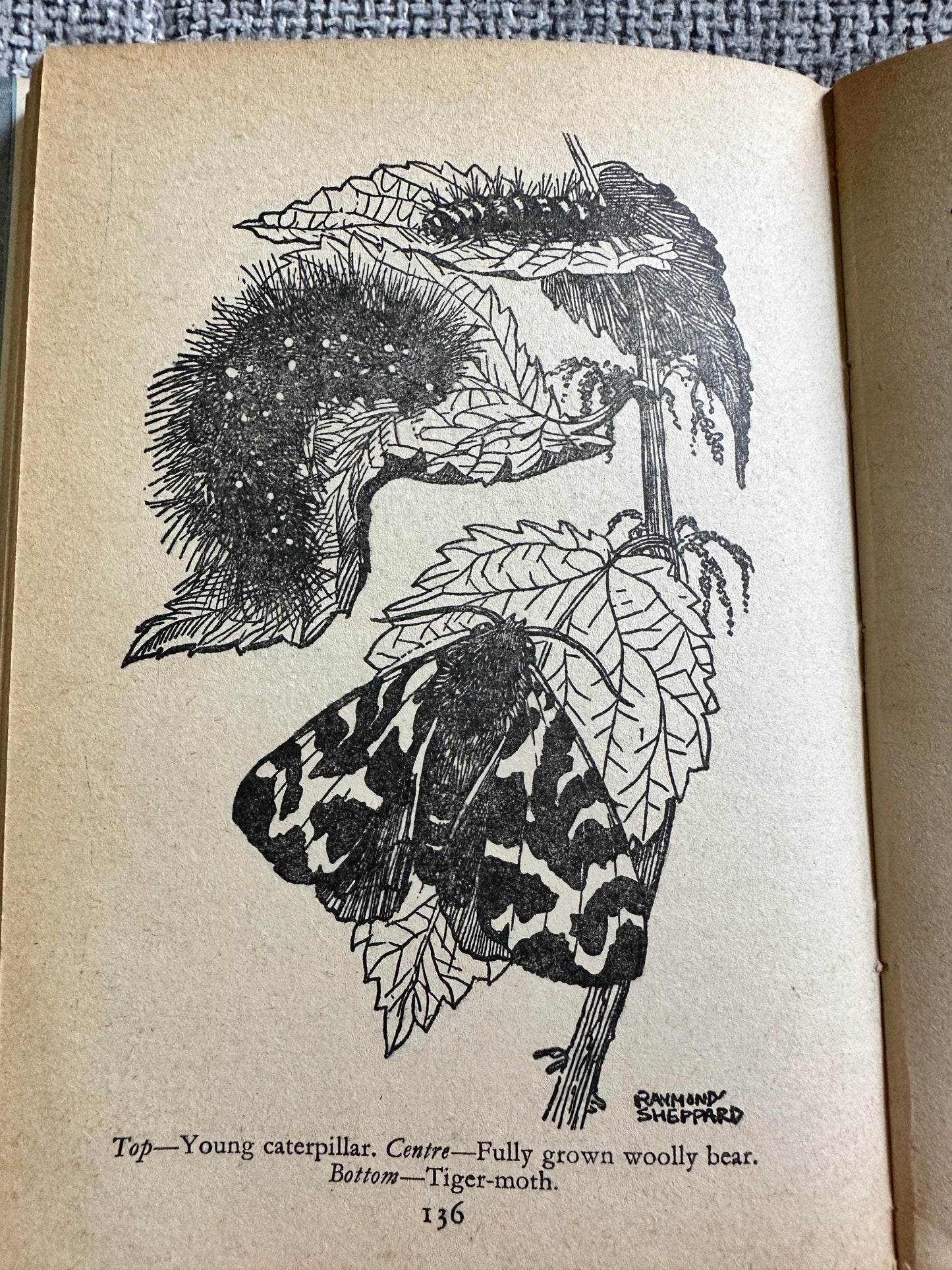 Illustration from The Adventures of Pip Enid Blyton vintage book showing caterpillars and a tiger moth