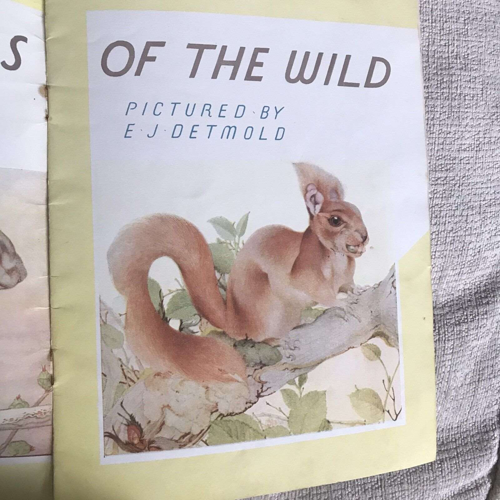 *very Rare* Baby Animals Of The Wild - E.J. Detmold (OUP) Honeyburn Books (UK)