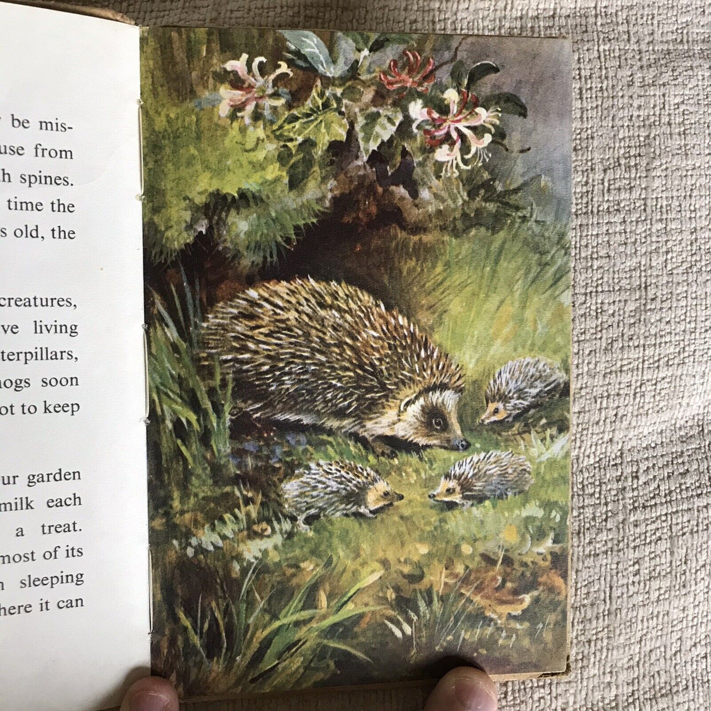 1958*1st* British Wild Animals(series 536) Ladybird By George Cansdale (R. Green