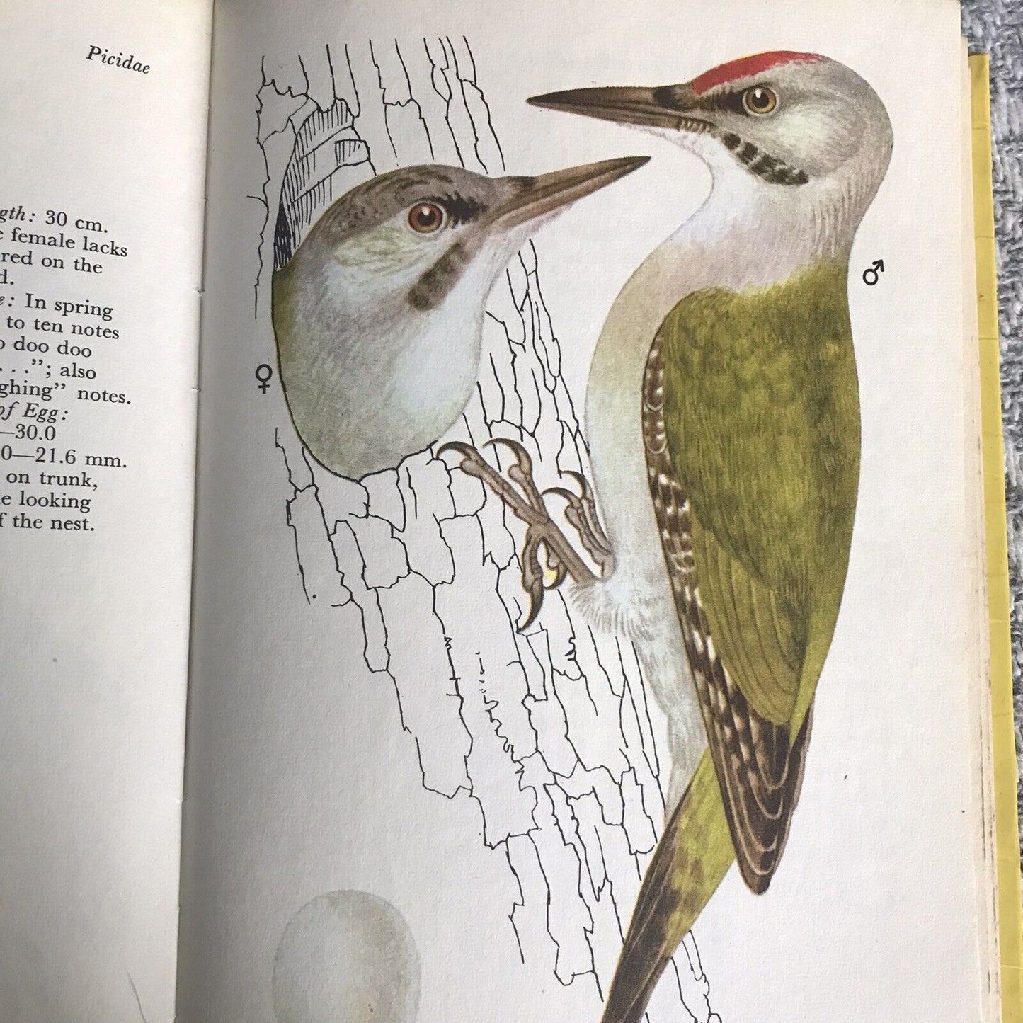 1974*1.* Eier und Nester von Garten- und Feldvögeln – Jiri Felix (Kvetoslav Hisek Illust)