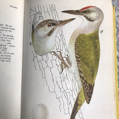 1974*1st* Garden & Field Birds Eggs & Nests - Jiri Felix(Kvetoslav Hisek Illust)