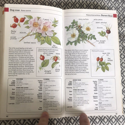Field Guide to the Wild Flowers of Britain and North... von Sutton, David, gebundene Ausgabe