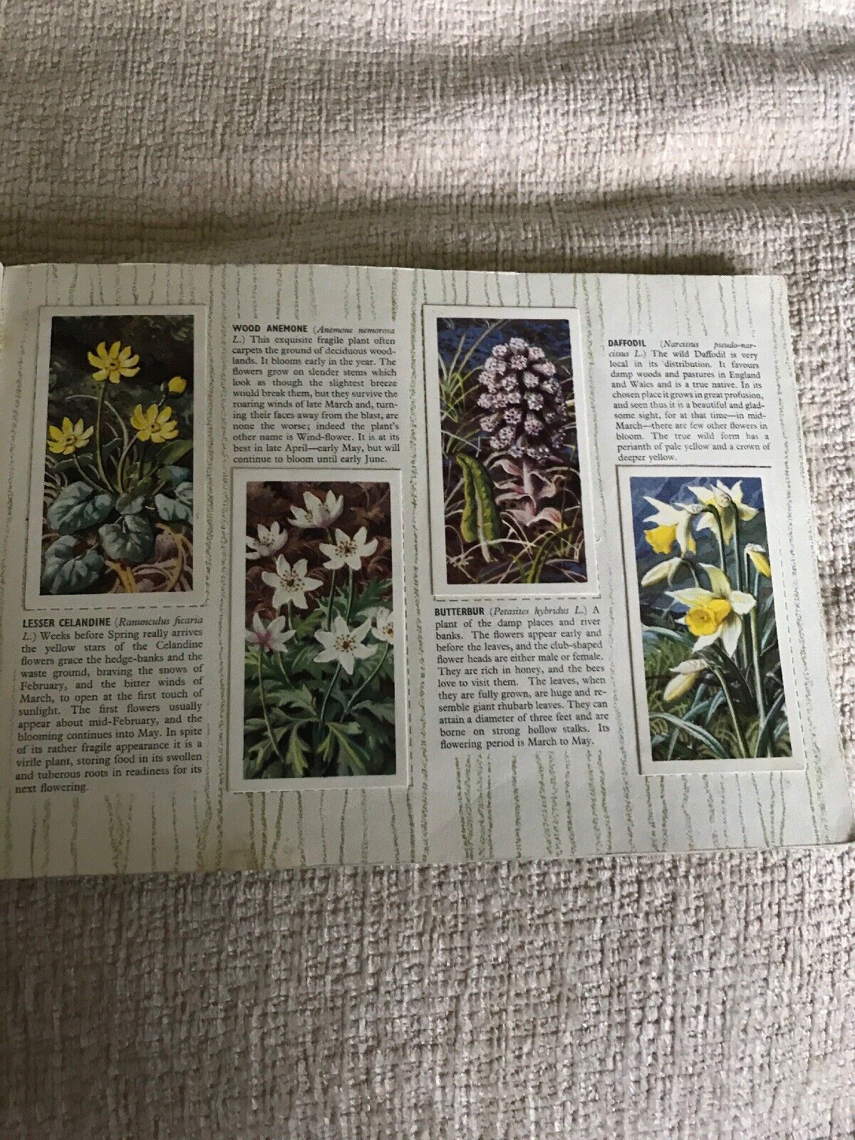 1960’s Brook Bond Tea Cards Wild Flowers (Series 2)C. F. Tunnicliffe