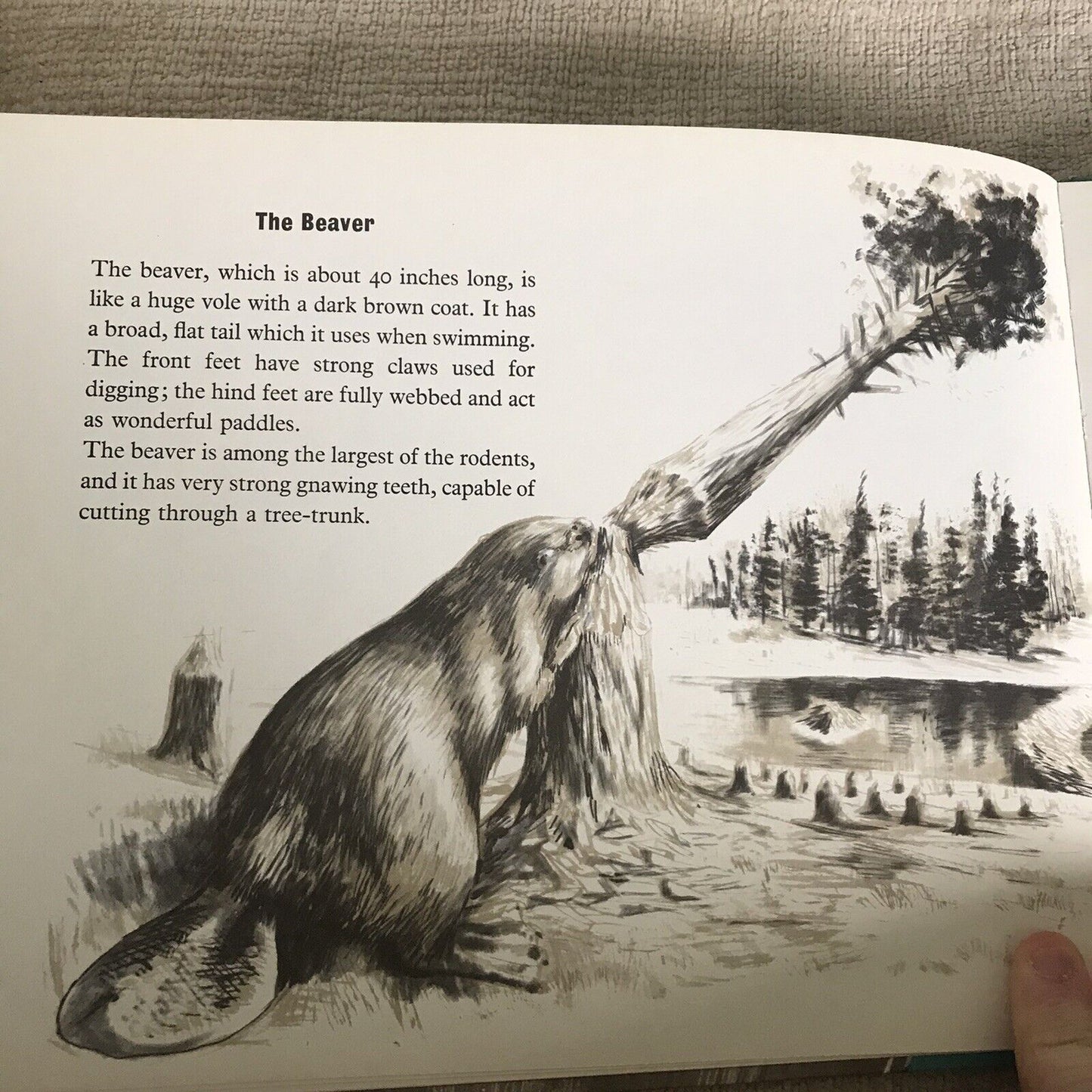 1972 The Small Water Mammals - Maxwell Knight (Barry Driscoll Illust) Bodley Hea