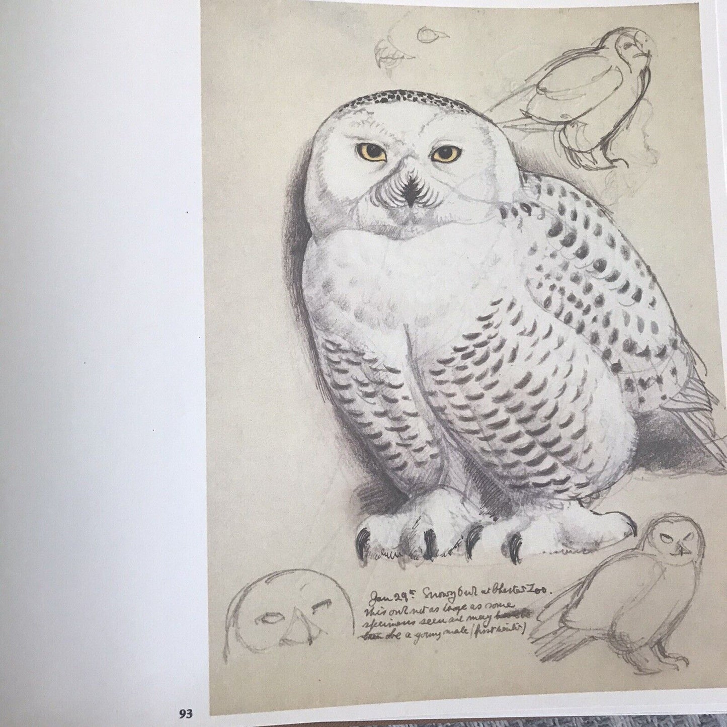 1979 C.F. Tunnicliffe A Sketchbook Of Birds(Ian Niall) Book Club