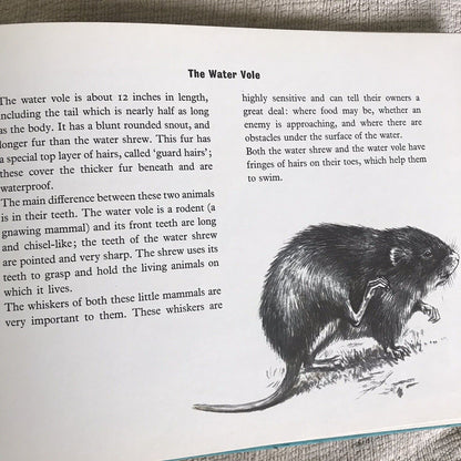 1972 Die kleinen Wassersäugetiere – Maxwell Knight (Barry Driscoll Illust) Bodley Hea