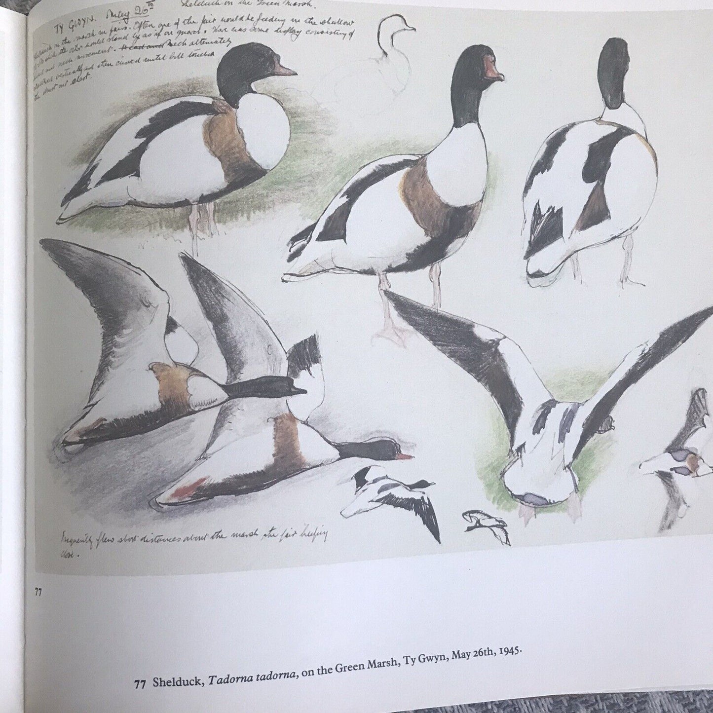 1979 CF Tunnicliffe A Sketchbook Of Birds (Ian Niall) Book Club