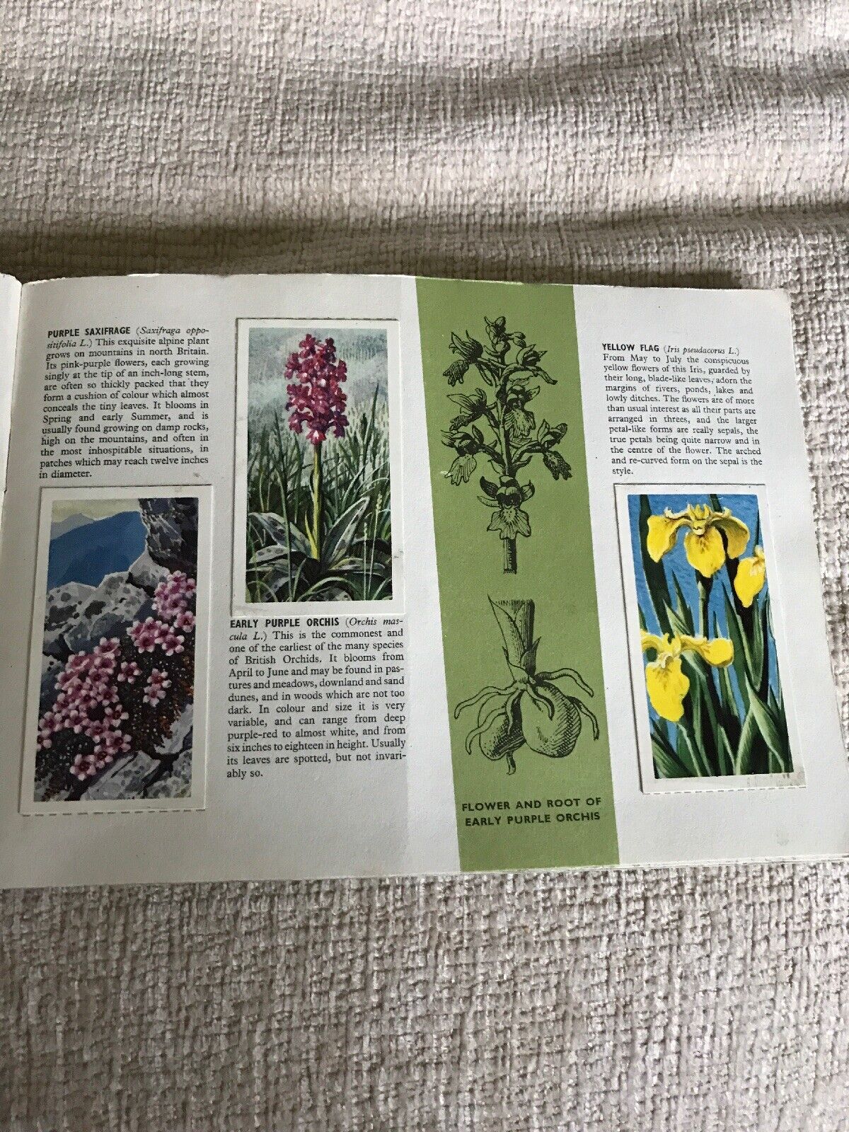 1960’s Brook Bond Tea Cards Wild Flowers (Series 2)C. F. Tunnicliffe