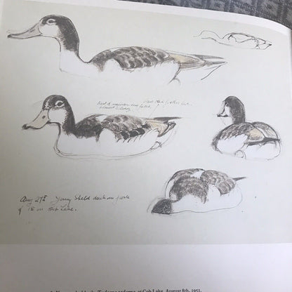 1979 C.F. Tunnicliffe A Sketchbook Of Birds(Ian Niall) Book Club